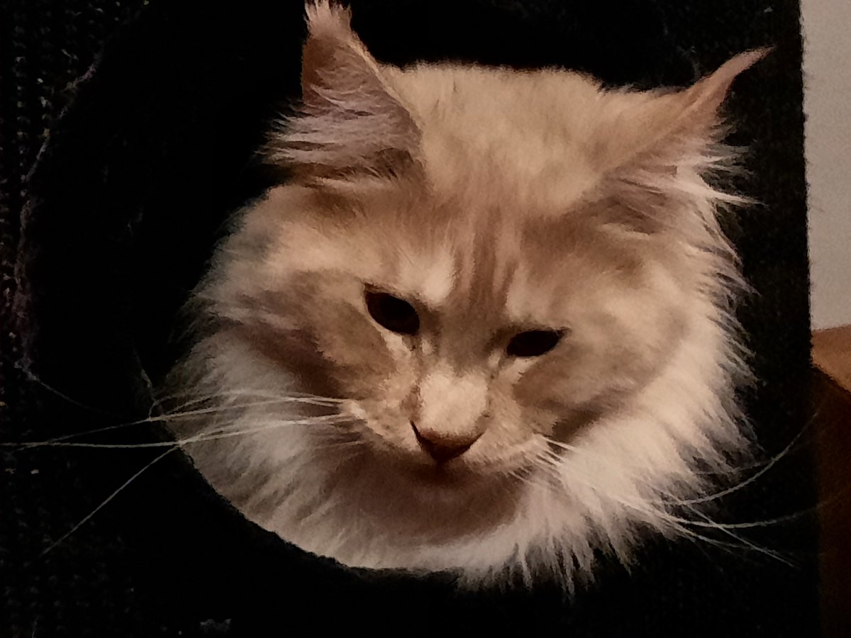 dark_daan's tweet photo. @SnowFable I hope the 2 cat pictures will make you better and stay safe take it easy https://t.co/cA3Zgj0NzY