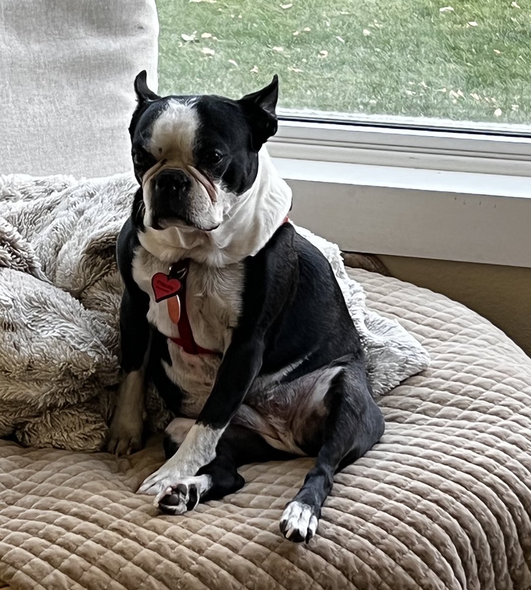 Lola_Andes❤️#GrumpyDog tweet media