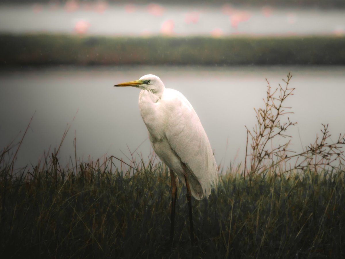 tonydeli7's tweet photo. I’m only happy when it rains…not!
📷: Olympus OM-D E-M1 II with Olympus M.Zuiko ED 100-400mm f/5-6.3 IS + MC-14
🧑💻: Lightroom
Explore my work at:
https://t.co/Li0bQT38rv
#omsystemgreece #omd #omsystem #lightroom #greece #bird #egret #egretta #100300 #bird #birdwatching #rain https://t.co/0GJRyw5Xmd