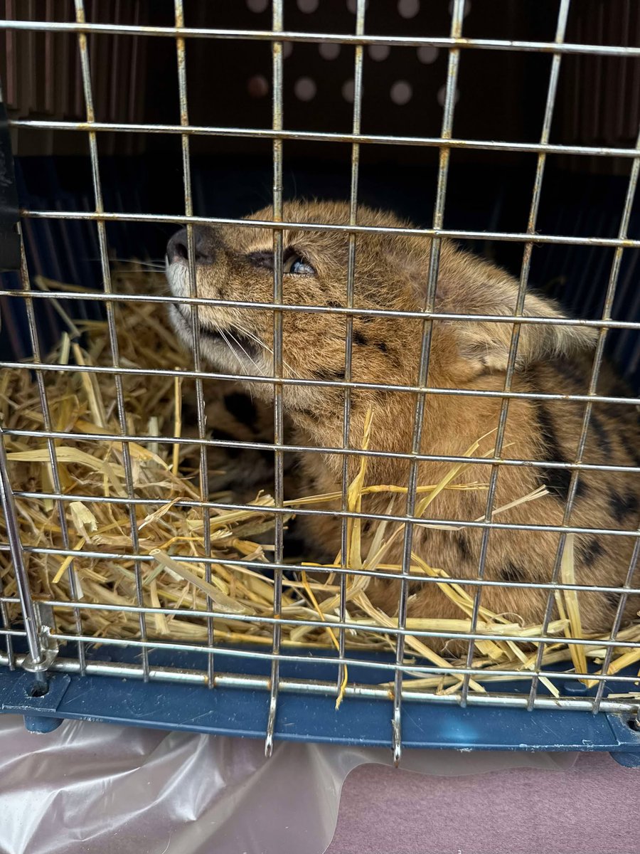 NikoRescueZoo - Charity tweet media