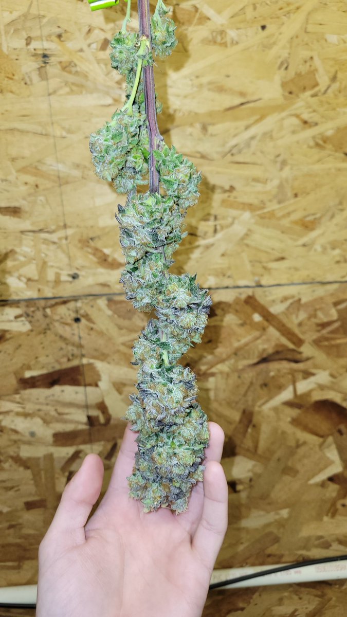 e2based's tweet image. Purple crunch 🥬🫵👏
