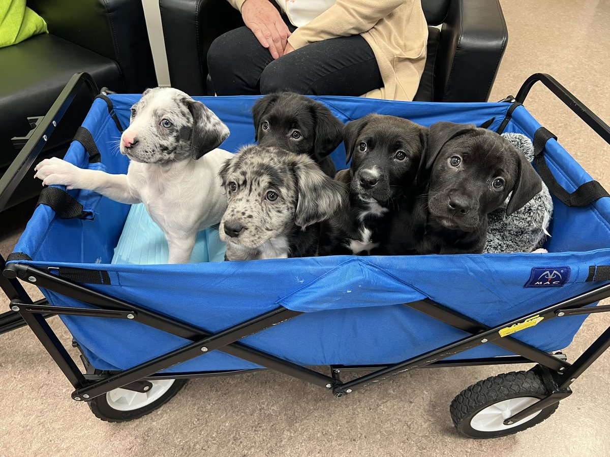 Remember the Morse Road Miracle Pups?

They were just days old and left in a box on the side of Morse Rd on a well below freezing day in January. 

They’re doing great and will be up for adoption soon <a href="/FranklinCoDog/">Franklin County Dog Shelter & Adoption Center</a>. Find out when on <a href="/nbc4i/">NBC4 Columbus</a> at 530.