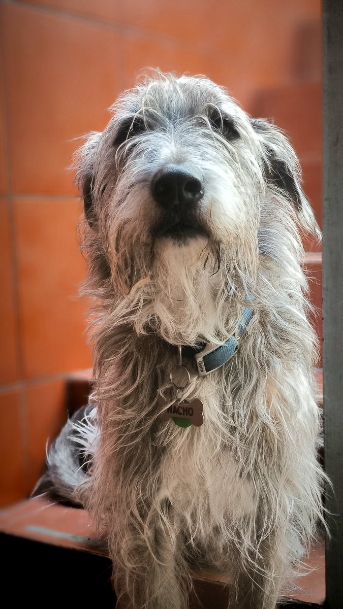 PabloEs07377448's tweet photo. @BasedDoggoFacts 🐾 Greetings from México https://t.co/VDpadHOVgr