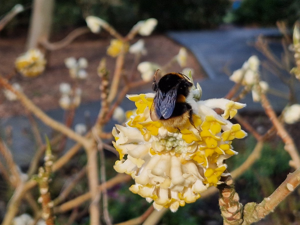 This week we have been spotting signs of spring. The snowdrop is called grumpy &amp; really does have a ☹️ face. We also saw the first bumble 🐝 of the year out in the sun. Trees are starting to show their blossom 🌸 too as well as the pussy willow / furry catkins. 

<a href="/LondonSouthEY/">London South Early Years Stronger Practice Hub</a>