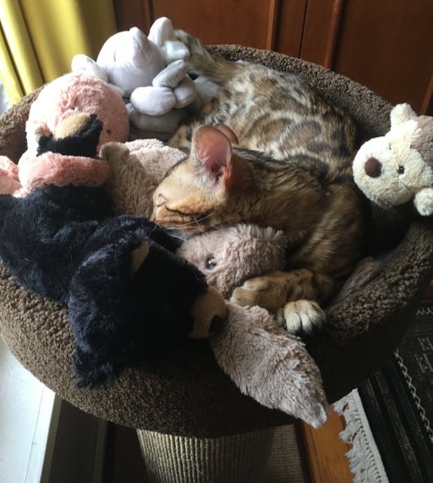 ⭐⭐⭐⭐⭐ 
Look close and see our 4 month old Bangal 'Monkey' sharing space in her Mondo. Very happy with this beautiful and well-made post.

Mondo Deluxe: bit.ly/2I2HVhi 

#purrfectpost #cats #cat #bestscratchingpost