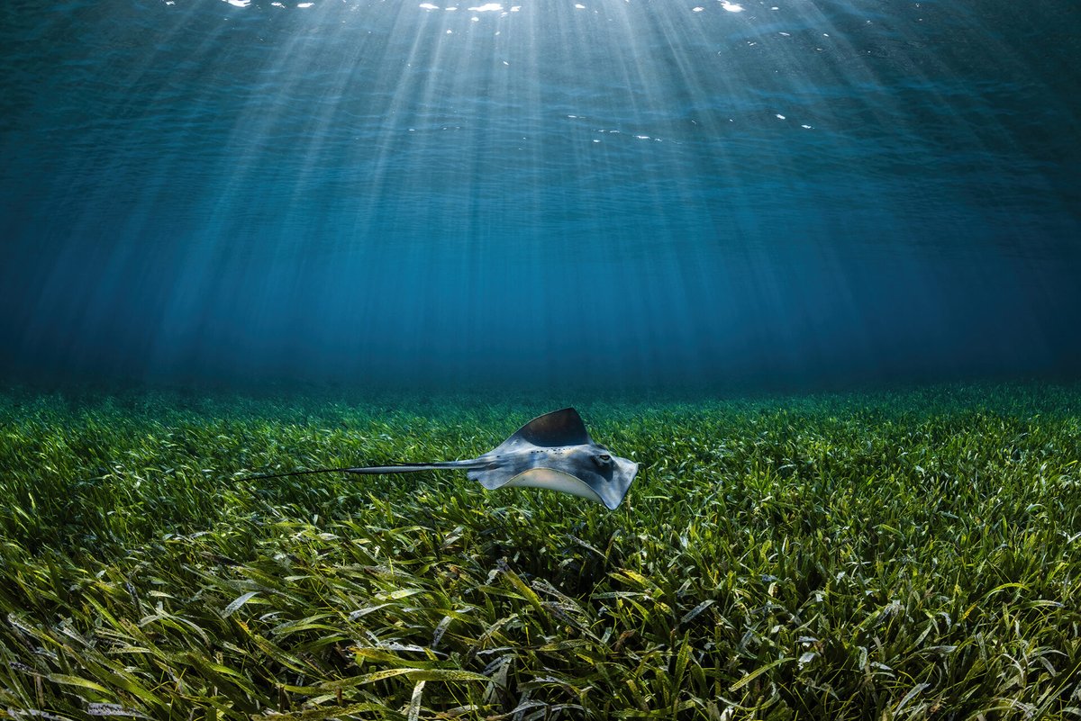 Did you know seagrass is a climate hero? 🦸‍♂️ On #WorldSeagrassDay we share this breathtaking image of healthy #seagrass meadow in the Bahamas was captured by Remuna Beca.

Discover more at: sea.museum/ocean-photogra…

#OceanPhotography #UnderwaterPhotography