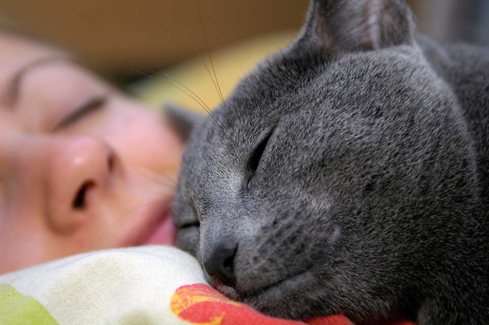 Have you ever been woken up because you're suddenly inhaling #cat fur? It's a common situation for cat owners; at some point in the night or early morning, your cat ends up trying to #sleep on your head. Find out why here. bit.ly/2V4Kp46

#cathealth #cuddle #love #cats