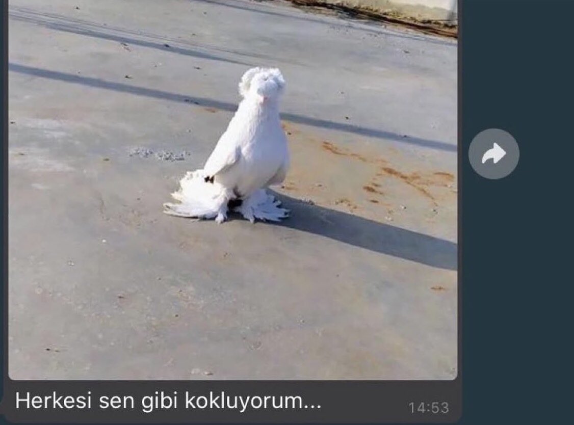 Joe Goldberg. (@joegoldbear0) on Twitter photo 