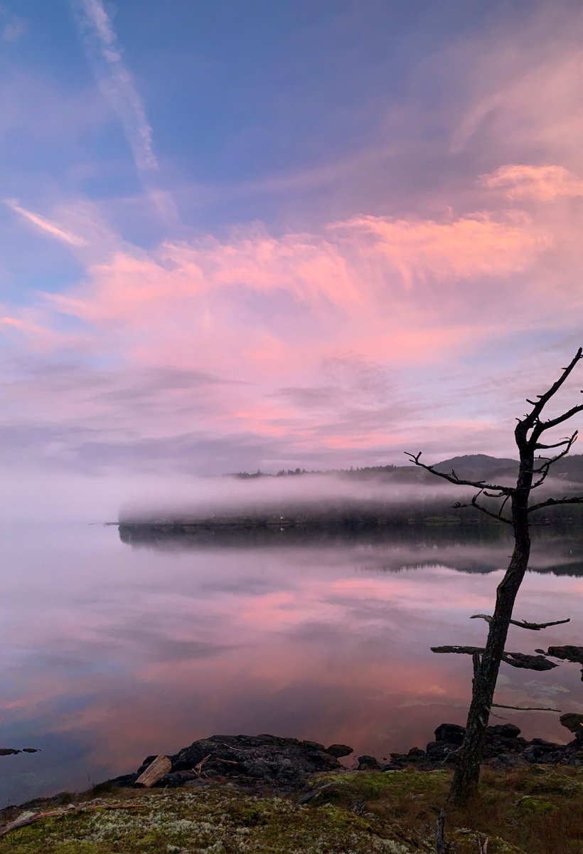 That #pinkskyinthemorning at the edge of the #fog bank