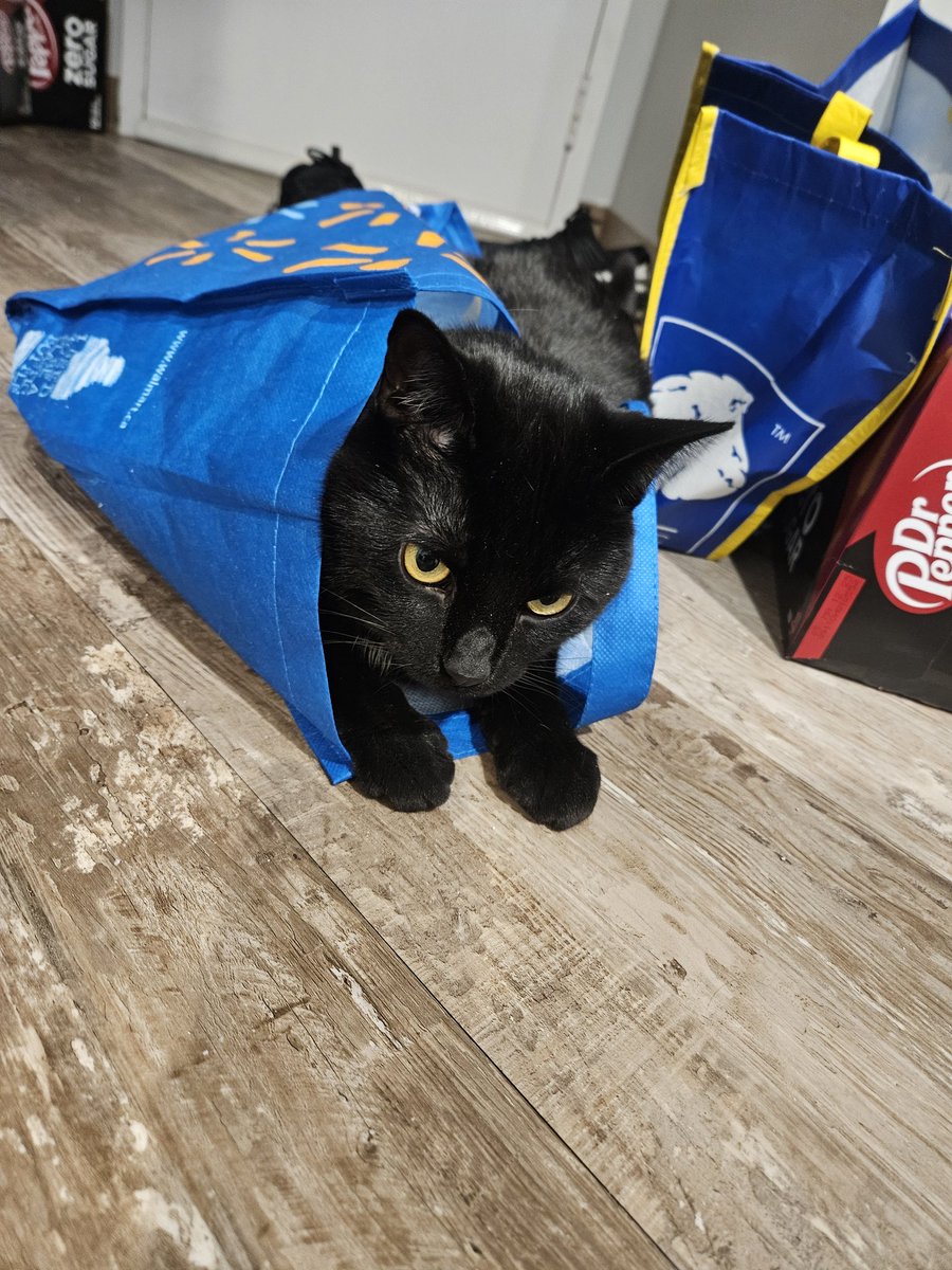 Gumbagoddess's tweet photo. Realized I haven't posted my baby boy here much so here's some silly photos of him, he recently turned 2. Love my Itachi 🖤 https://t.co/b47aw9LDHp