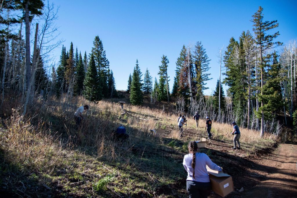 UtahFFSL's tweet image. FFSL, with other partners, is combating the balsam woolly adelgid through surveys, research, education, and management. Complete removal isn't feasible, but cultural and chemical controls can mitigate damage. #NISAW