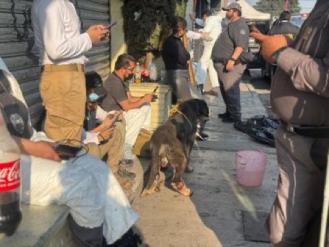 Aseguran carnicería en el Edomex por presuntamente vender carne de perro
Durante el operativo detuvieron a un sujeto identificado como Mateo “N”, de 60 años, quien fue puesto a disposición del Ministerio Público. Las autoridades rescataron en el inmueble a 100 perros con vida.