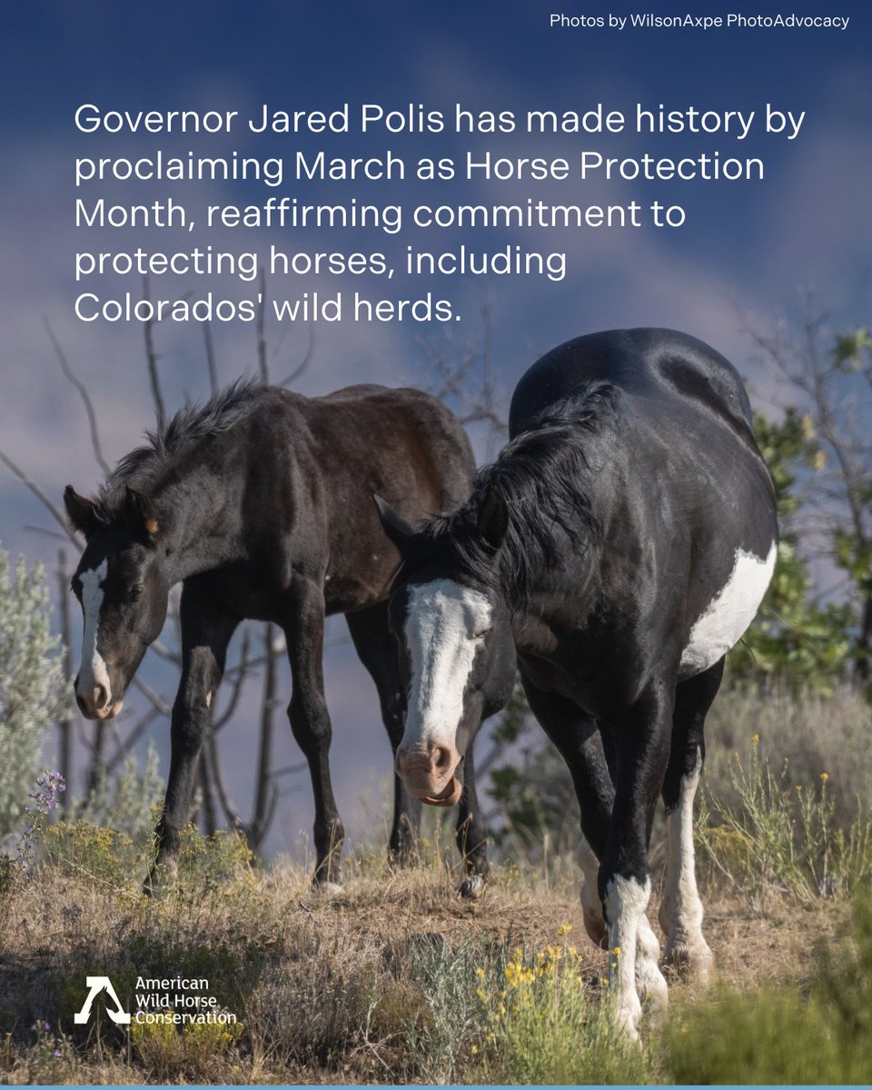 FreeWildHorses's tweet photo. 🌟 BREAKING: Colorado just made history! 🌟

Governor Jared Polis has proclaimed March as Horse Protection Month—making Colorado the first state to officially recognize the importance of keeping wild horses wild &amp; free! TAKE ACTION: https://t.co/XPguKFRej2 https://t.co/RQs2GUtOUS