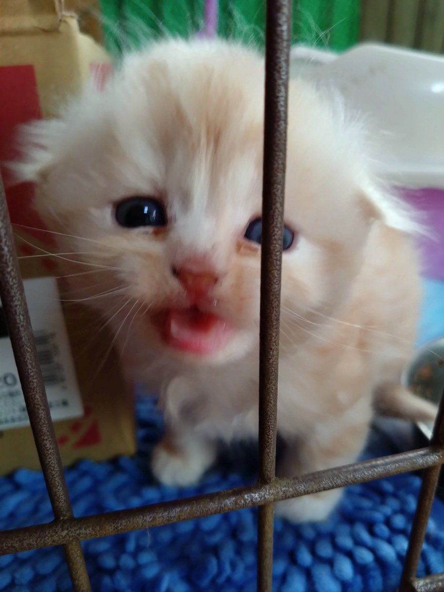 Mikazukicococo's tweet image. ココちゃんとレオ君の子供🐱 もうすぐ２か月になります♪ ４匹産まれて ２匹は垂れ耳🐱 滅茶苦茶 可愛い❤
#子猫
#猫好きさんと繫がりたい 
#猫のいる暮らし𓏲𓎨 
#猫のいるしあわせ 
#スコティッシュフォールド
#メインクーン
#ミックス
#垂れ耳
#立ち耳