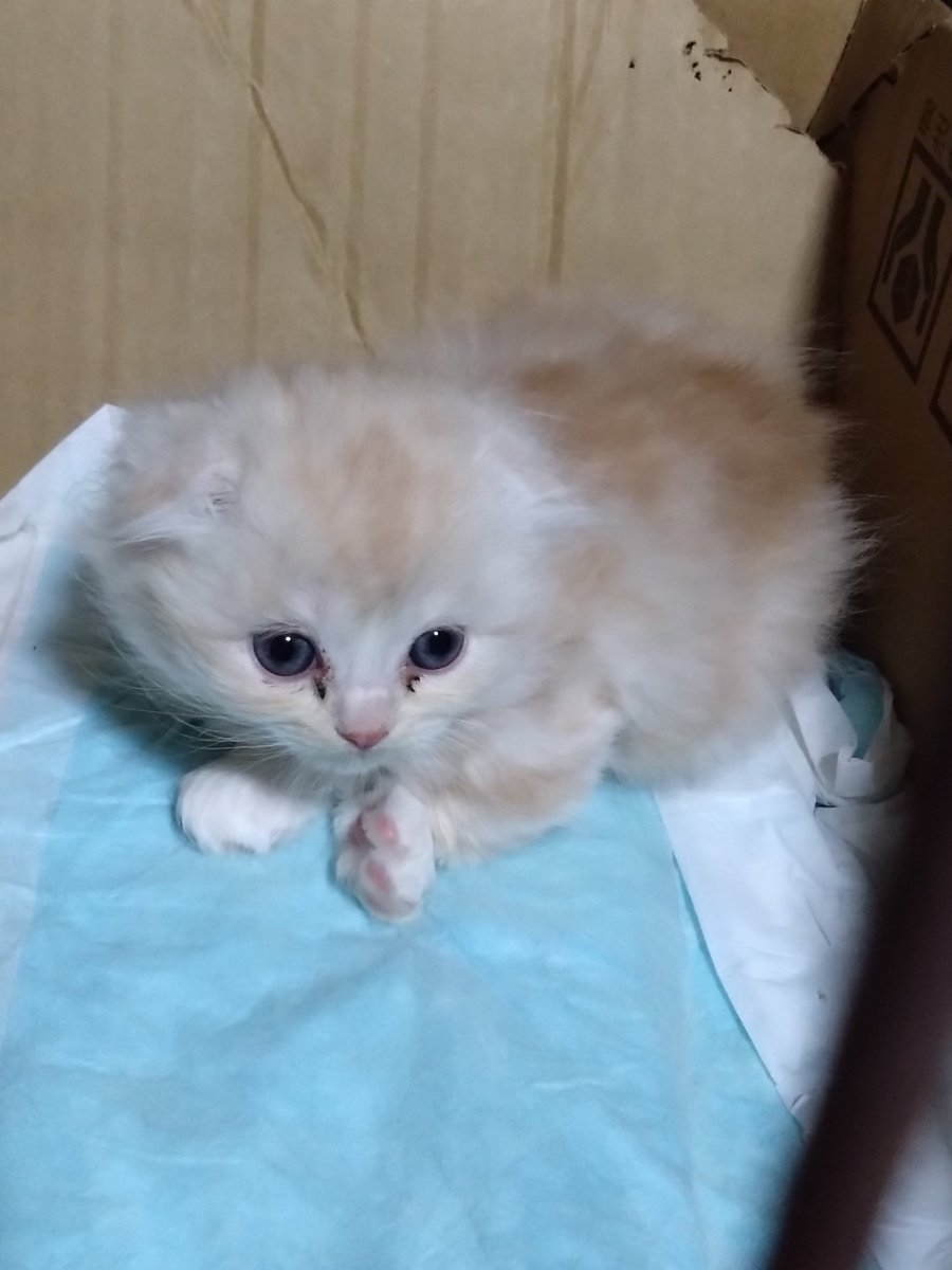 Mikazukicococo's tweet image. ココちゃんとレオ君の子供🐱 もうすぐ２か月になります♪ ４匹産まれて ２匹は垂れ耳🐱 滅茶苦茶 可愛い❤
#子猫
#猫好きさんと繫がりたい 
#猫のいる暮らし𓏲𓎨 
#猫のいるしあわせ 
#スコティッシュフォールド
#メインクーン
#ミックス
#垂れ耳
#立ち耳