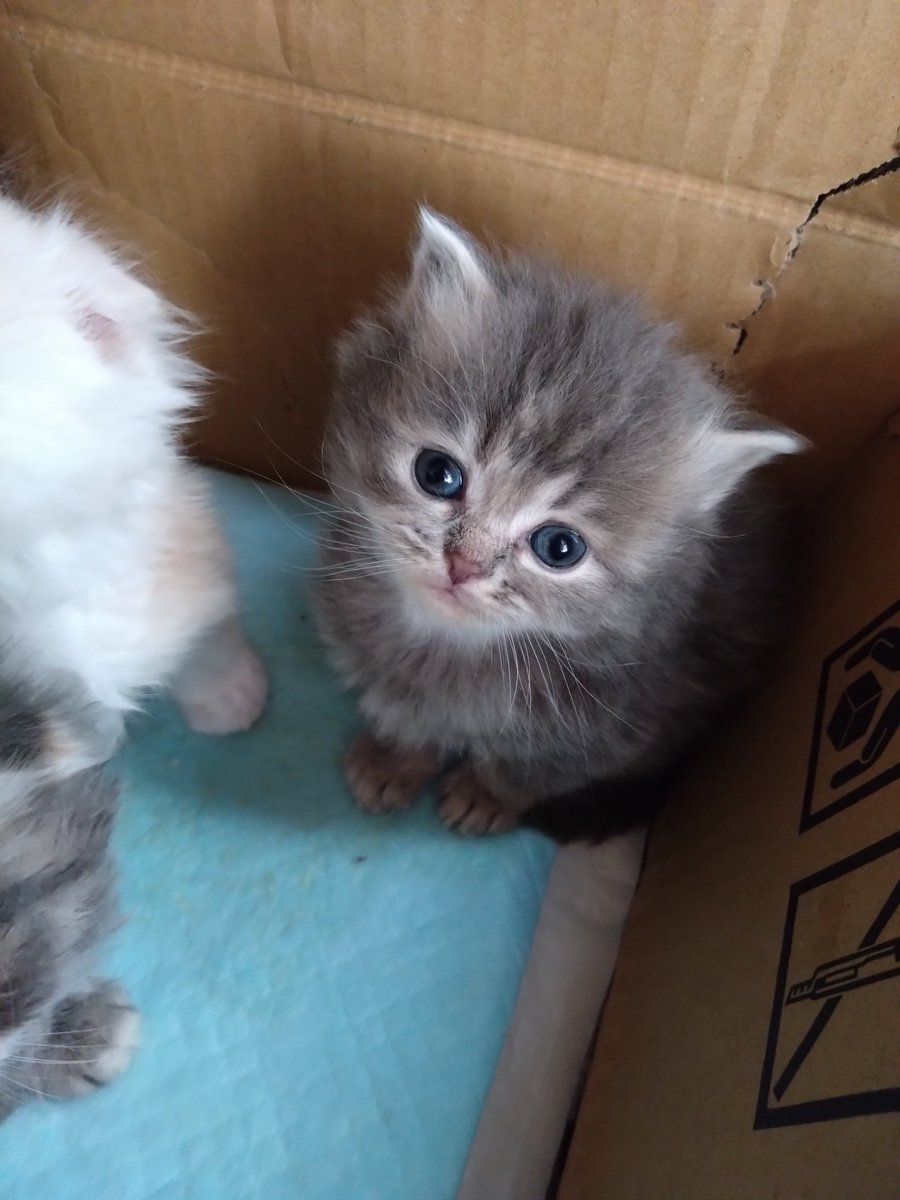 Mikazukicococo's tweet image. ココちゃんとレオ君の子供🐱 もうすぐ２か月になります♪ ４匹産まれて ２匹は垂れ耳🐱 滅茶苦茶 可愛い❤
#子猫
#猫好きさんと繫がりたい 
#猫のいる暮らし𓏲𓎨 
#猫のいるしあわせ 
#スコティッシュフォールド
#メインクーン
#ミックス
#垂れ耳
#立ち耳