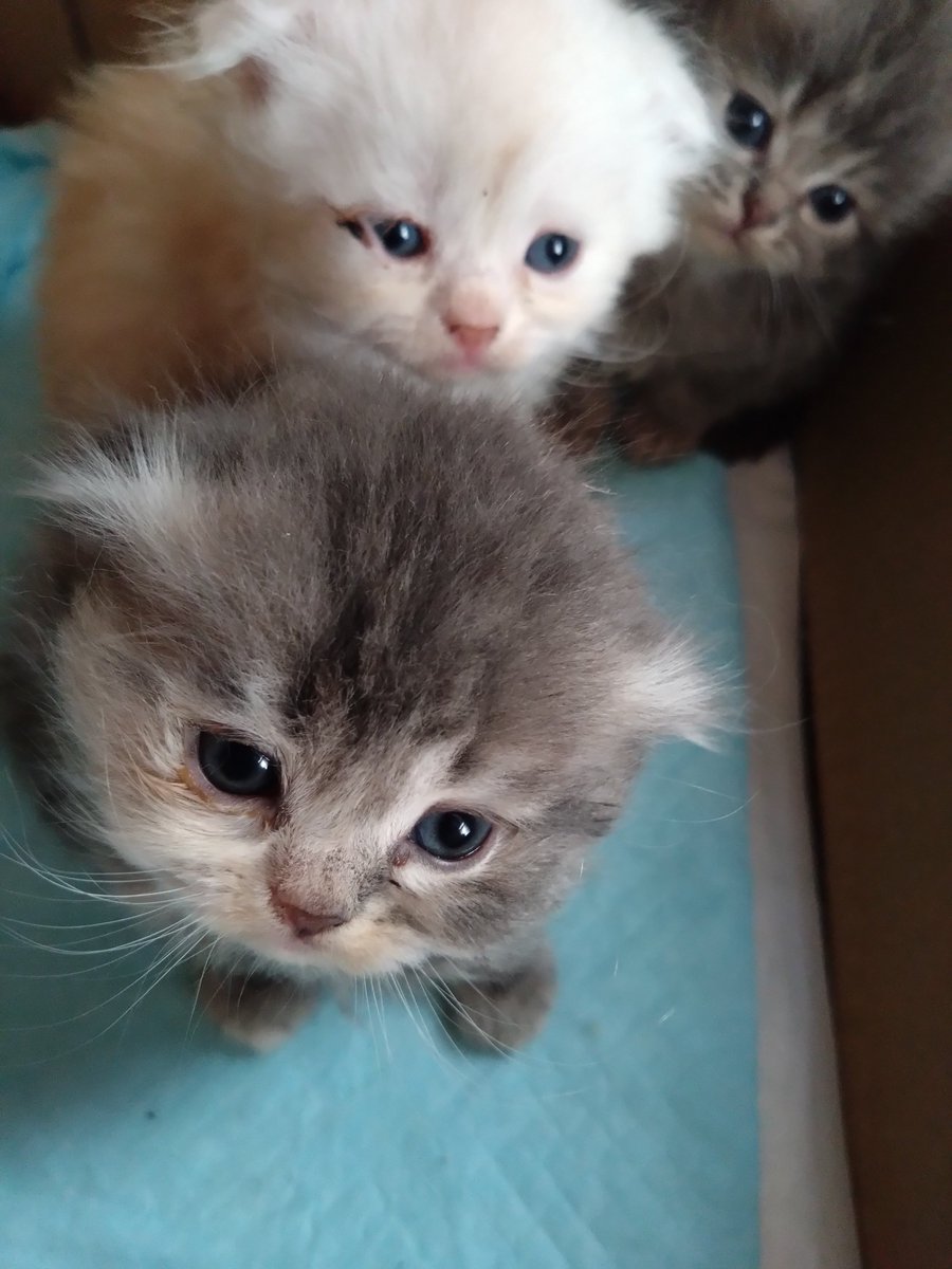 Mikazukicococo's tweet image. ココちゃんとレオ君の子供🐱 もうすぐ２か月になります♪ ４匹産まれて ２匹は垂れ耳🐱 滅茶苦茶 可愛い❤
#子猫
#猫好きさんと繫がりたい 
#猫のいる暮らし𓏲𓎨 
#猫のいるしあわせ 
#スコティッシュフォールド
#メインクーン
#ミックス
#垂れ耳
#立ち耳