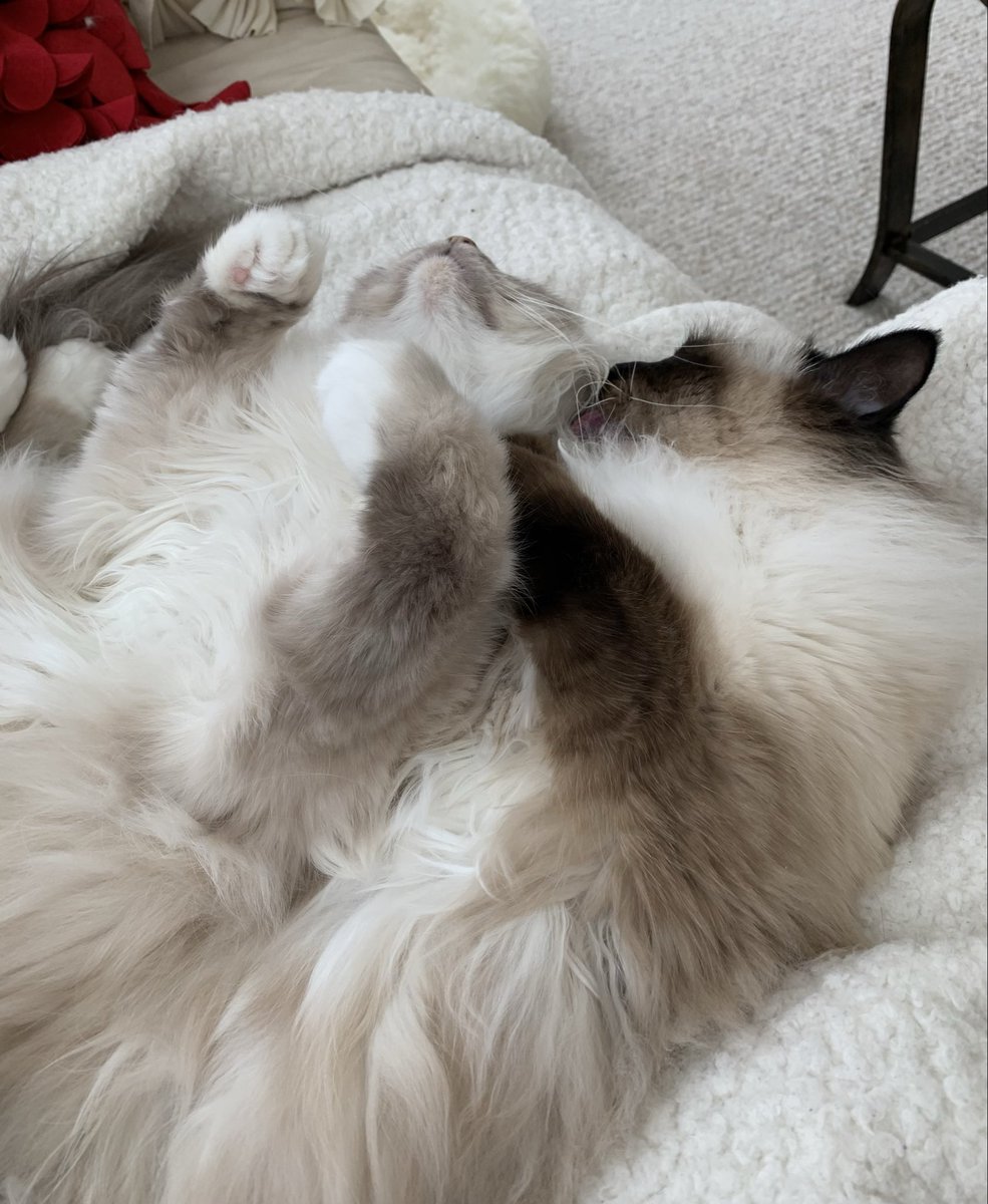 ElizGriff2016's tweet photo. #PostAFavPic4VioletFeb25 Day 28
Sleeping……. disturb at your own risk
♥️😘Ari &amp; Cali💋♥️ #CatsOfX https://t.co/ur5SyLZCbq
