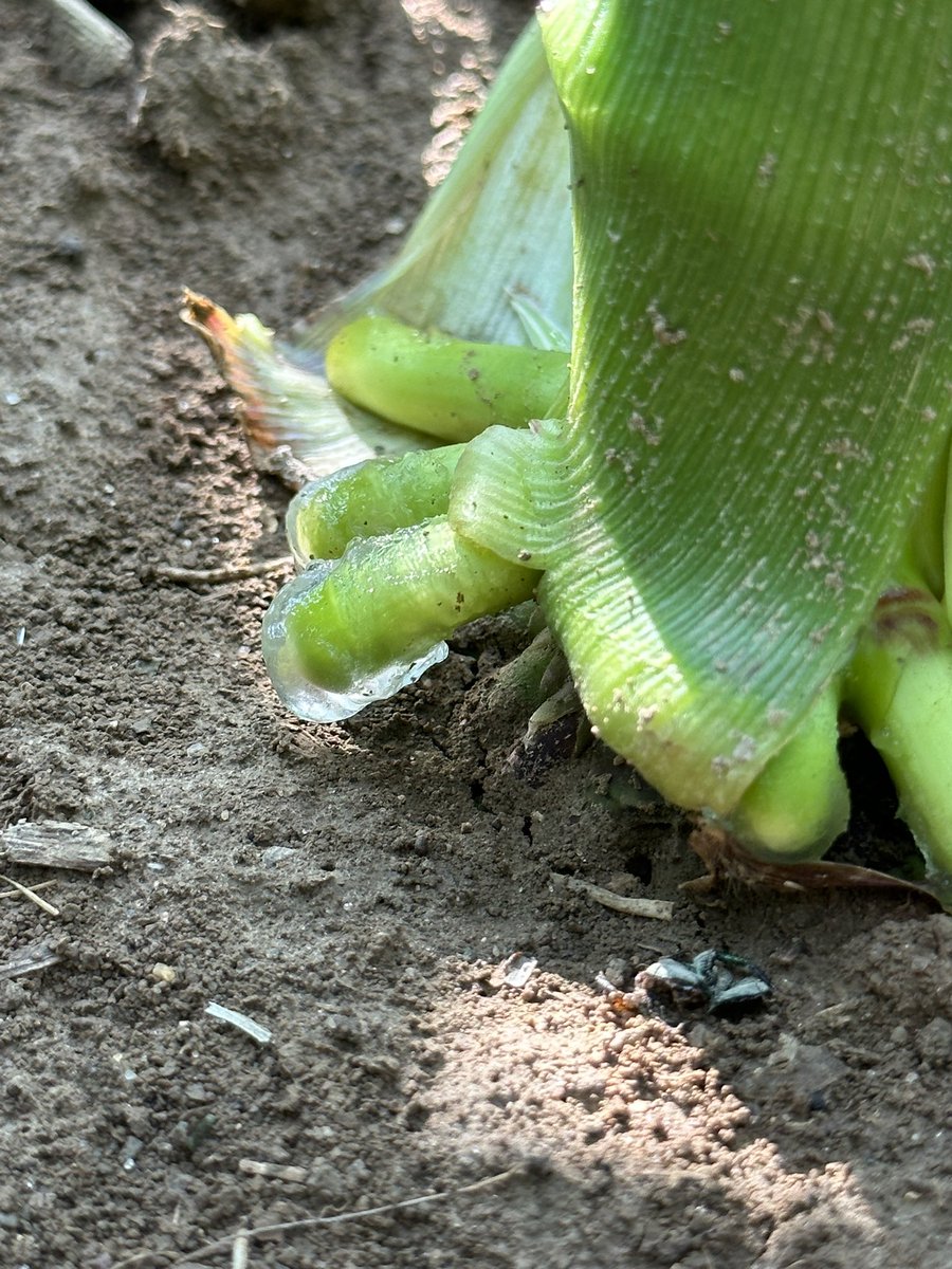 A happy plant shares the shuga. We manage the nutrients to influence sugar creation. The best thing I ever did was pull soils and tissues together. I learned about soil chemistry and biology significantly quicker when I could pair my visuals with data of what was going on.