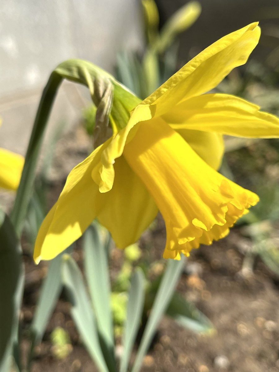 potacamera's tweet photo. 去年植え付けたスイセンが開花してルンルンしてる♪( ´▽｀) https://t.co/4Re658jMmx