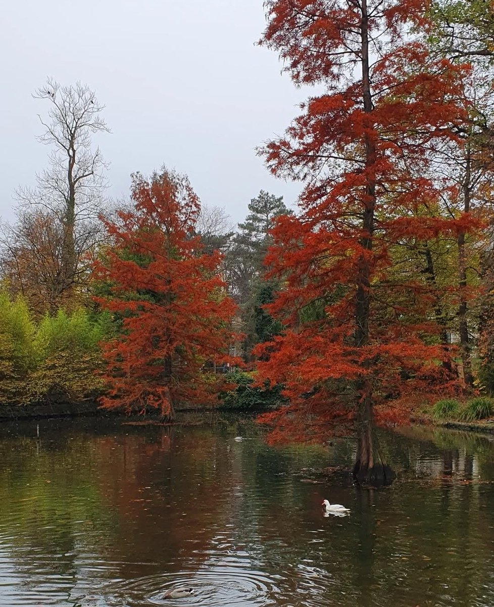 cmygt1905's tweet photo. Autumn's Fiery Embrace | A Serene Pond & Vibrant Red Trees!
#AutumnVibes #FallFoliage #RedTrees #Parks #NaturePhotography #ScenicViews #PeacefulPond #Travel #AutumnColors #NatureLovers https://t.co/IzQcVkHh3L