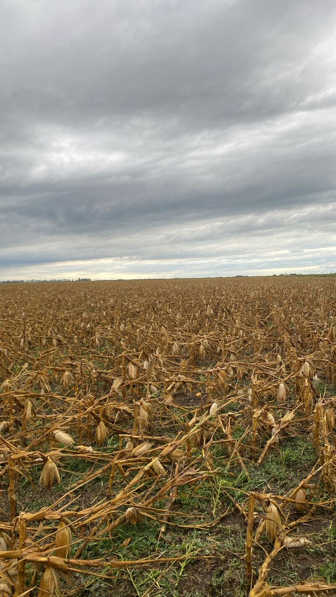 Otro sin palabras, al sur de Coronel Moldes.