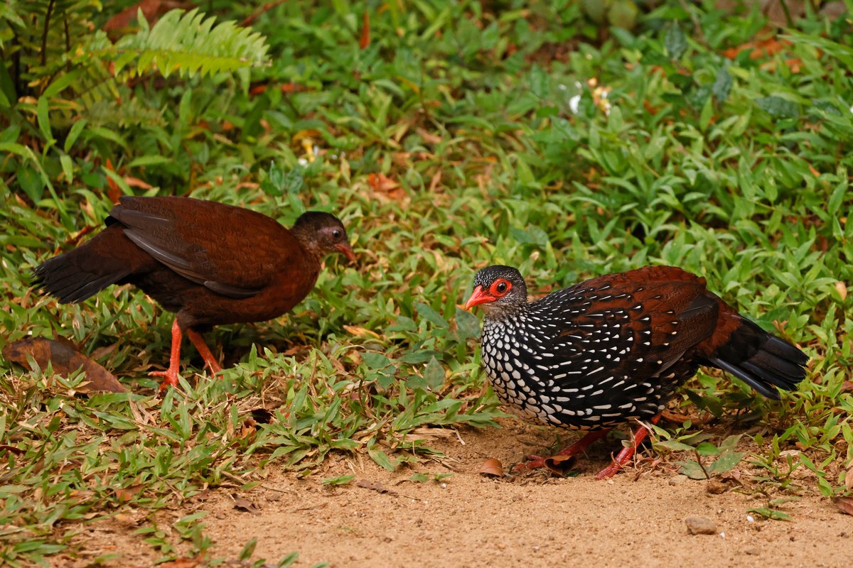 Dominic Mitchell tweet media