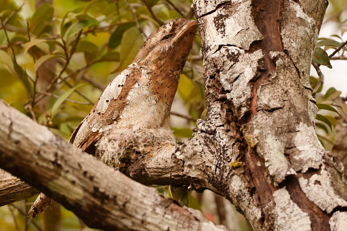 Dominic Mitchell tweet media