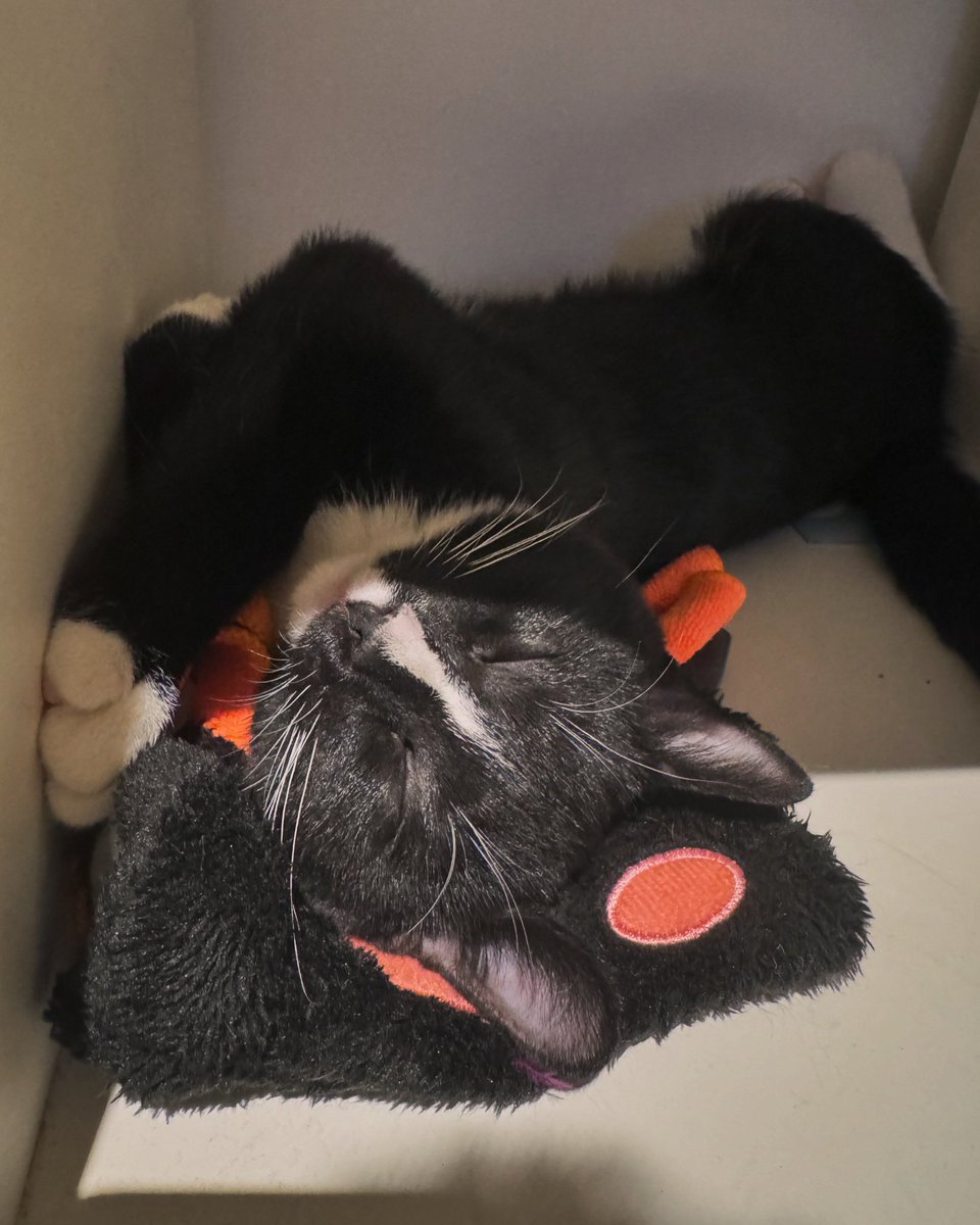 GrantSC2's tweet image. The number one cause of joy and frustration the world has ever provided me. Cute, affectionate, pulling down curtains at 3am on work nights, just the best guy sleeping on a shelf