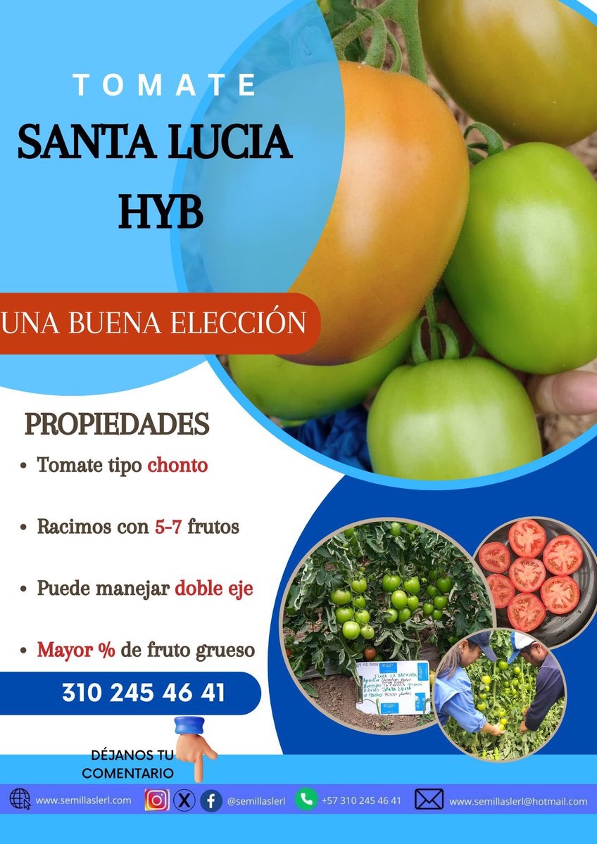 semillaslerl's tweet photo. Los mejores tomates aquí, Contáctanos todo Colombia 🇨🇴🇨🇴 3102454641 3112440164 @semillaslerl #verduras #semillas #hortalizas #tomate #invernadero #campo #hidroponia #granja Dale me gusta a la publicación y síguenos en nuestras redes, te invitamos a unirte
https://t.co/RzlzlWOjnB https://t.co/eB5cv1CLfN