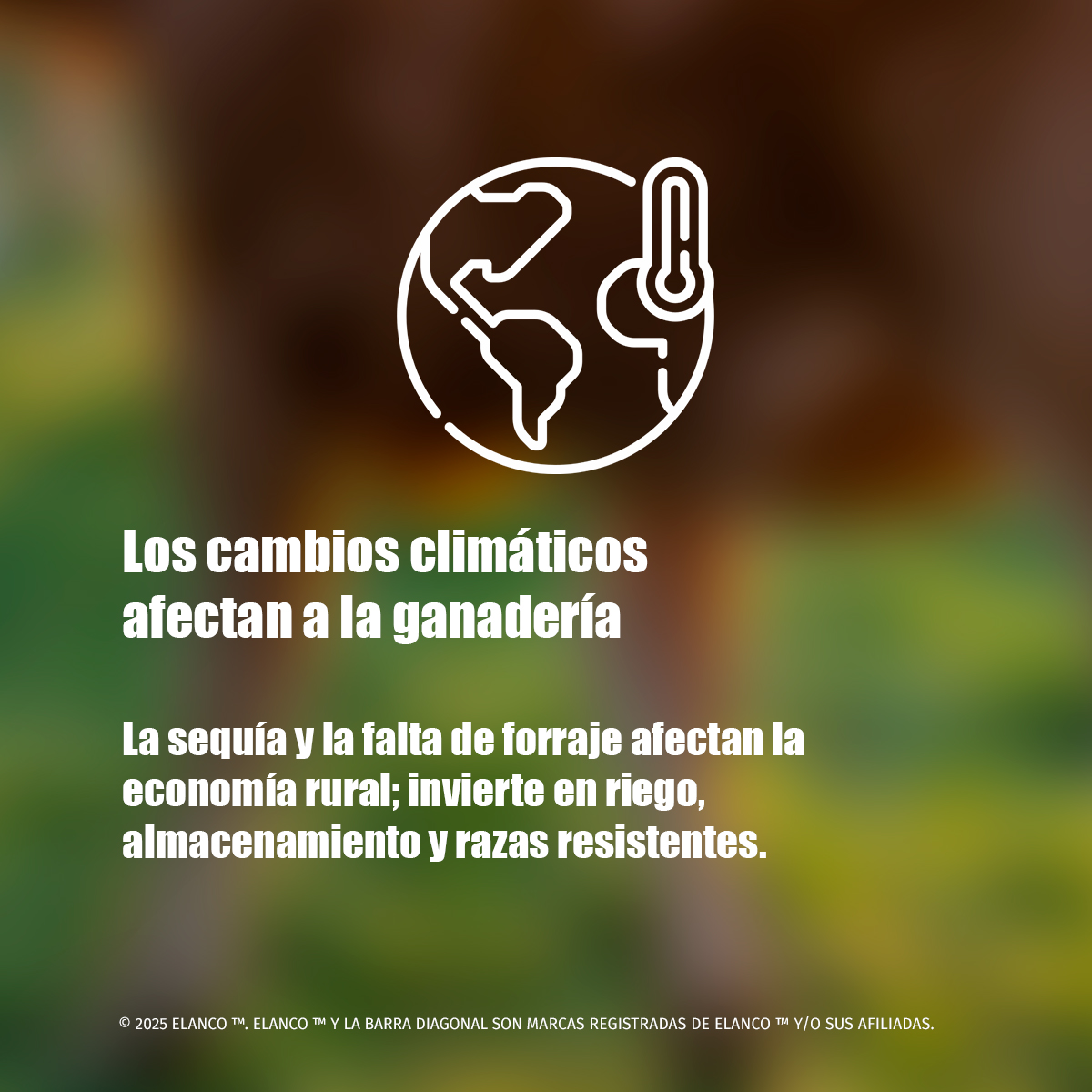 ElancoAgroMX's tweet photo. Amigo ganadero, sabemos que es necesario cambiar el enfoque ante las dificultades: el sector ganadero debe ser sostenible y resiliente🐄🌱. #SomosFuertes
Conoce más en: https://t.co/R3Eox0uKSw https://t.co/t7JjeVN3jh