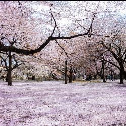 RNAGroupJapan's tweet image. The RNA Group Newsletter for March 2025 - mailchi.mp/hrcjapan.com/n…