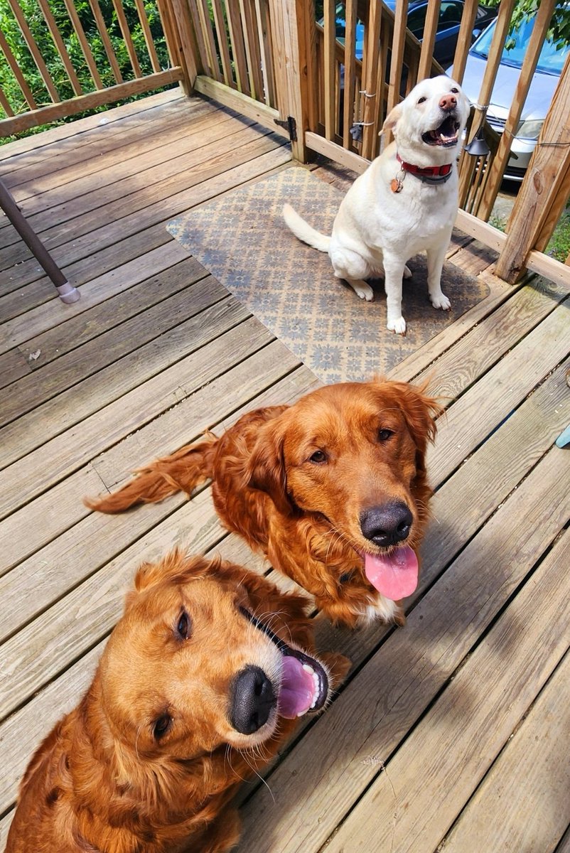 TatersTails's tweet photo. Our cousin, Gunner, crossed the rainbow bridge today. He was such a good boy. We loved having him over. He will be missed, but never forgotten. ❤️🌈 #dogsoftwitter #goldenretriever https://t.co/tXXE0nVVJ2