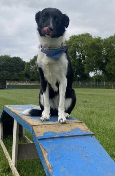 JoannaM141's tweet photo. Happy 5th Birthday Wella…wherever you are #Speke #LiverpoolDogs https://t.co/yW2qhjxqh8