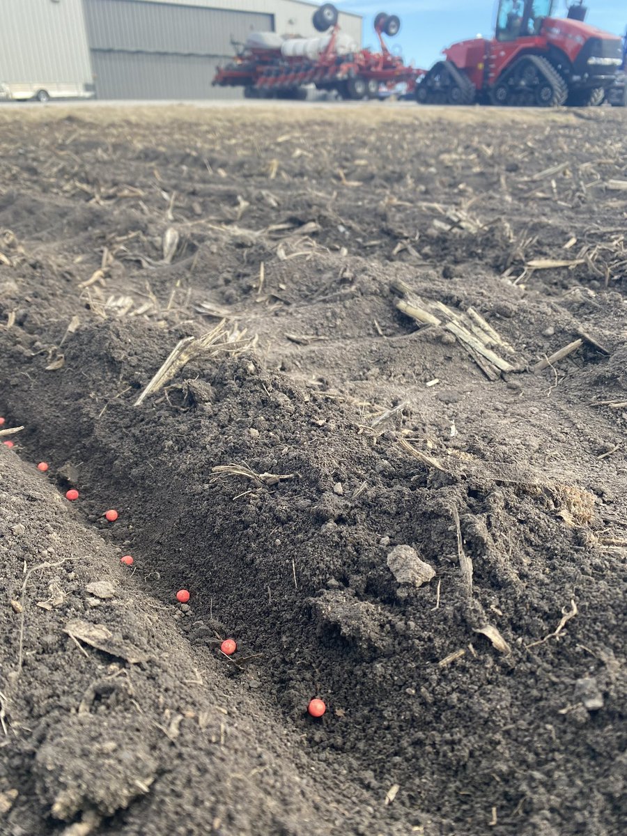 Was able to sneak in some February beans again. 5th year doing it. Very dry.