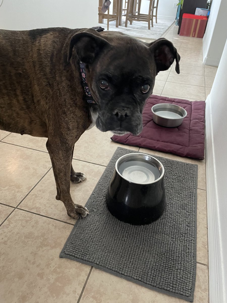 LlergoG's tweet photo. La más guapa del mundo mundial. #PippaMiBoxer https://t.co/vF9bVmReKJ