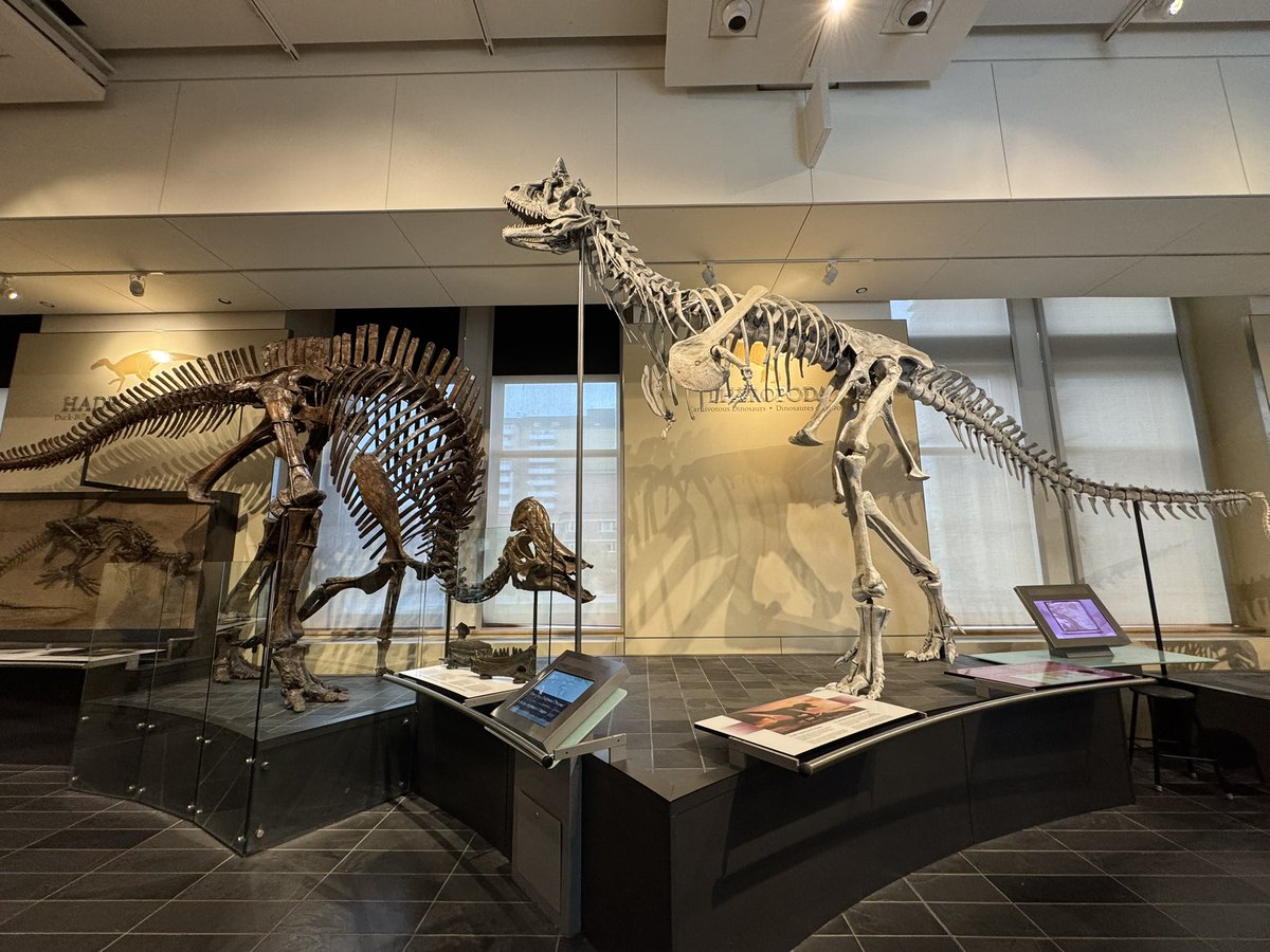 🦴Shino Sugimoto 🦴 (@curioushino) on Twitter photo Carnotaurus sastrei & Hypacrosaurus altispinus <a href="/MuseumofNature/">Museum of Nature</a>
#FossilFriday #金曜日だから化石貼る Carnotaurus sastrei & Hypacrosaurus altispinus <a href="/MuseumofNature/">Museum of Nature</a>
#FossilFriday #金曜日だから化石貼る
