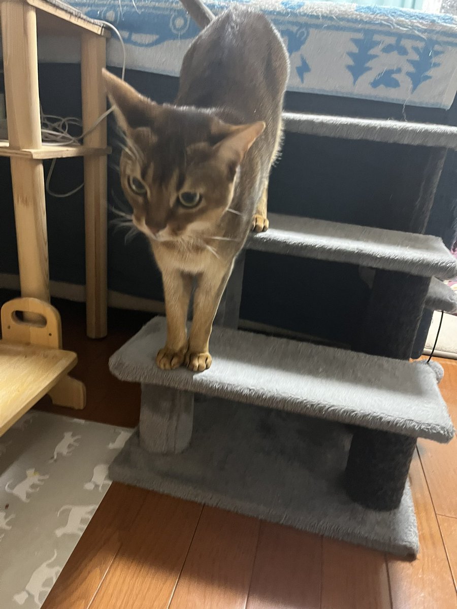 toraji2007's tweet photo. おはようございます、カイです🐱
#アビシニアン #猫のいる暮らし #猫のいる幸せ #猫のいる生活 https://t.co/hnqb4KQ40d