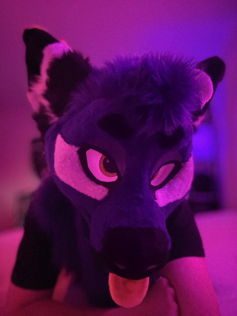 JosiahWusky's tweet image. The purple wusky gives you this look during cuddles… What’s your next move? 💜 #FursuitFriday