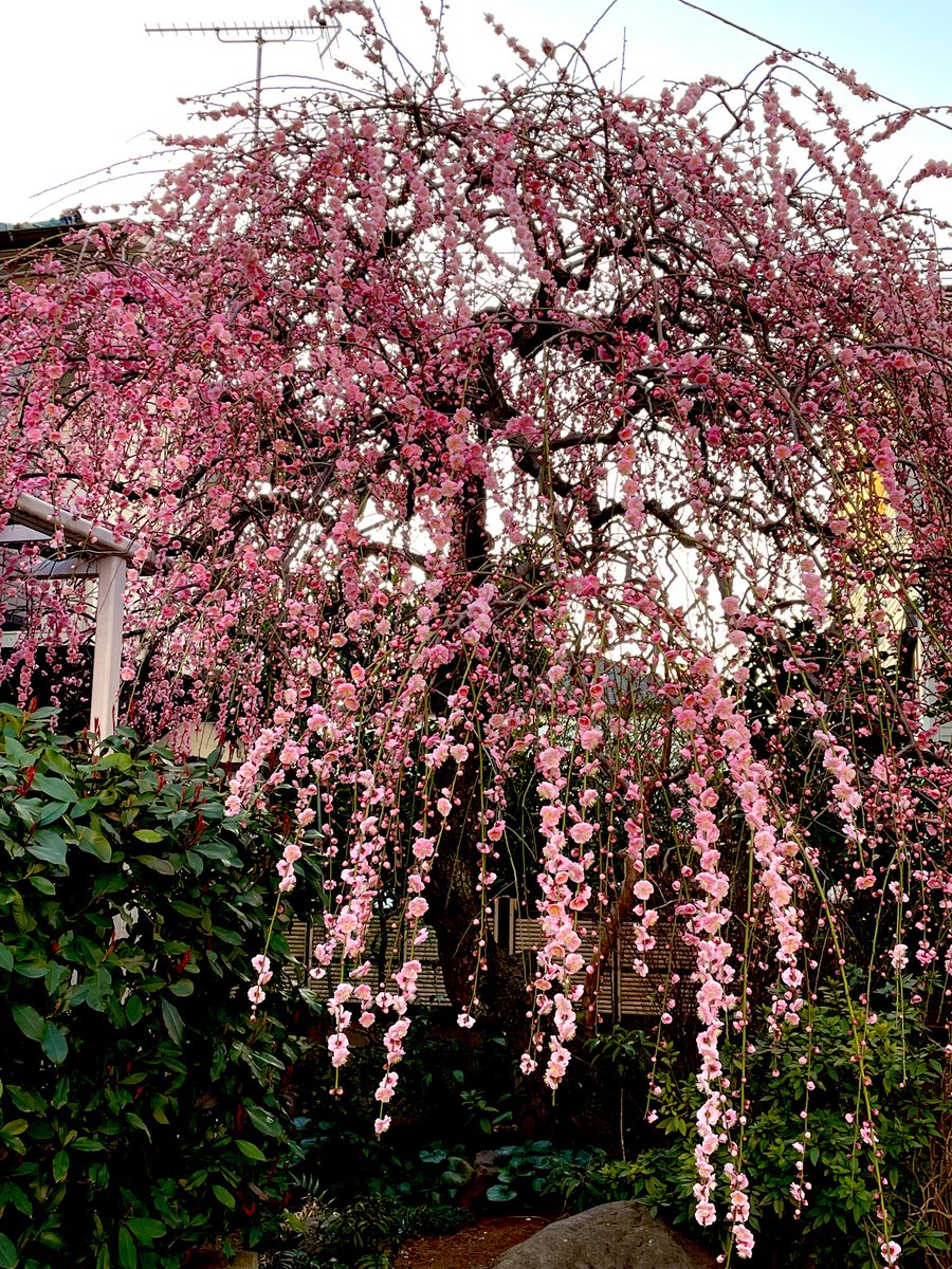 弥生三月のスタートです😊
🌸笑顔で健やかに過ごせますように🌸