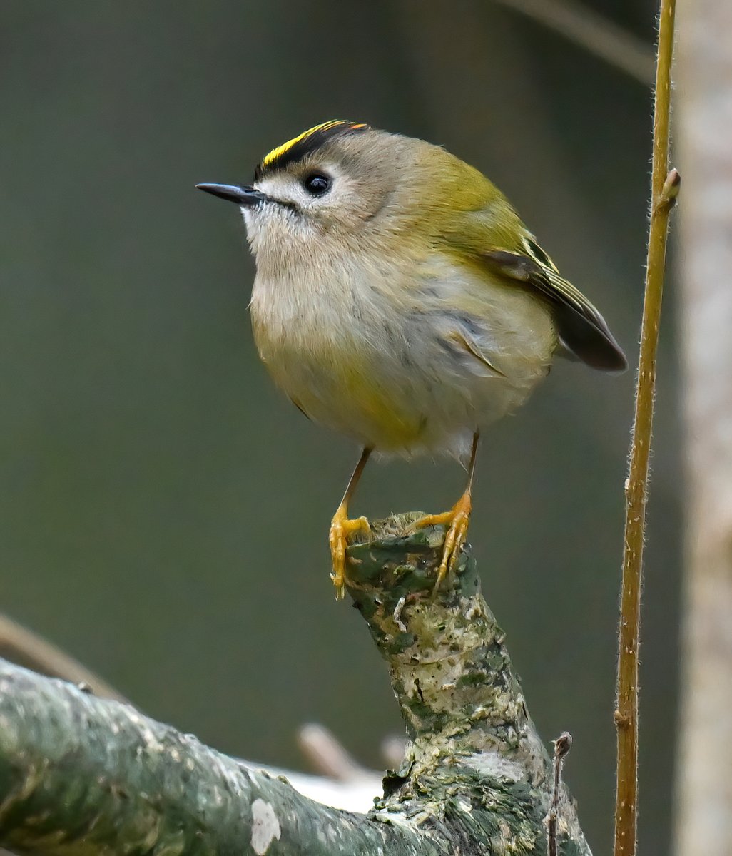 CarlBovisNature's tweet photo. A gorgeous tiny Goldcrest pausing for a rare moment! 😁😍🐦 https://t.co/3sQuEKDBMN