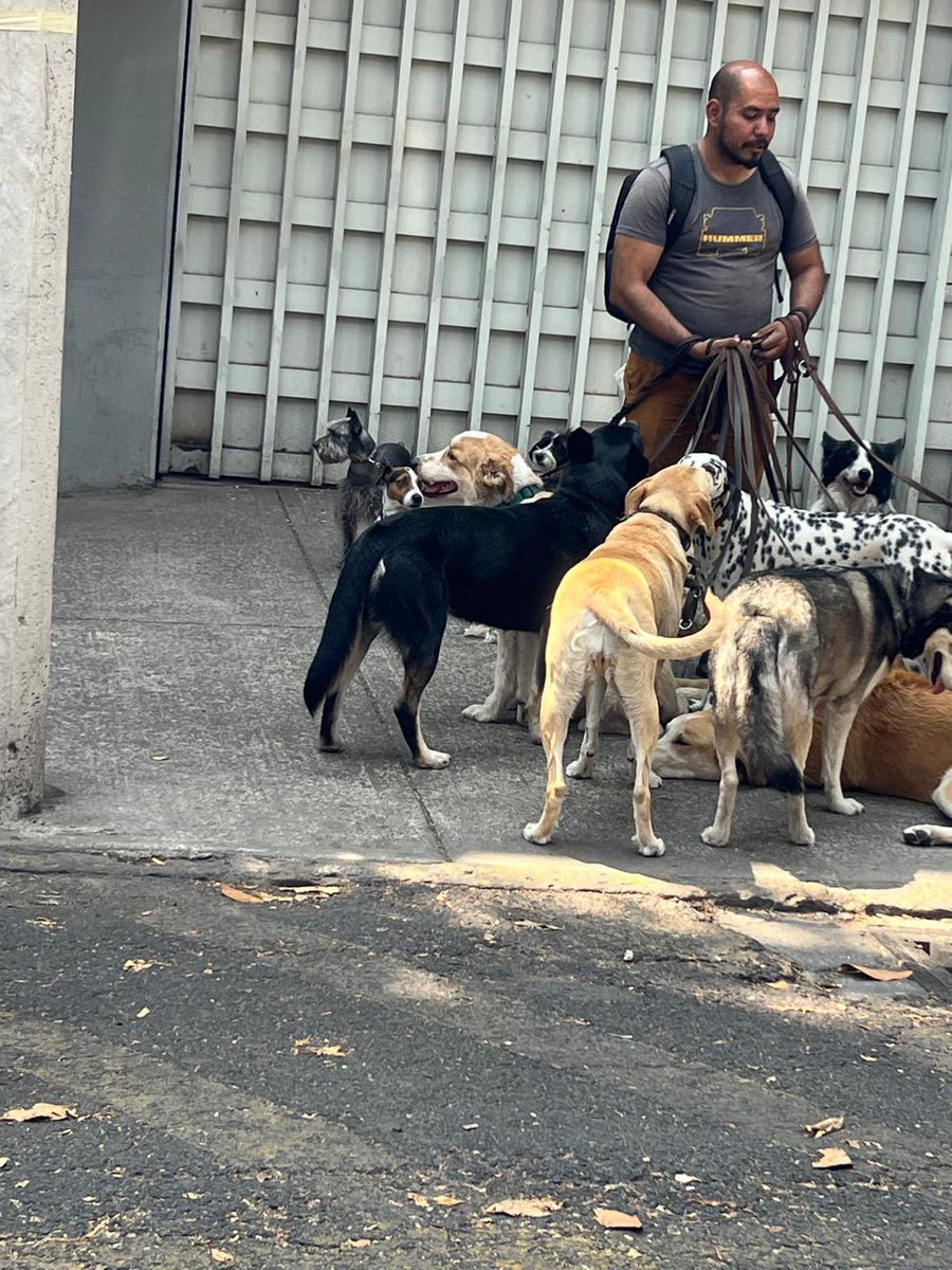 mafer_riv's tweet photo. Si no alcanzan a pasear a sus perros, asegúrense de no dejarlos con idiotas como este señor que los jala y les pega. #Yosemite #BenitoJuarez #Napoles
@BJAlcaldia @RescateAnimal @Seg_NapolesDF https://t.co/g1iMve6NPa