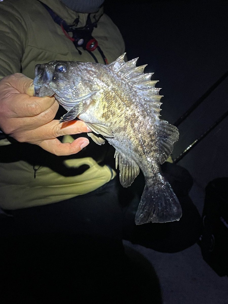 昨夜は風もない予報だったので、後輩と釣り！だがしかし！まぁまぁな風！お魚も激渋！25くらいのクロソイでホゲ逃れ！
#pozidrivegarage 
#ポジドライブガレージ
 #PDG
#宮城
#石巻
#女川