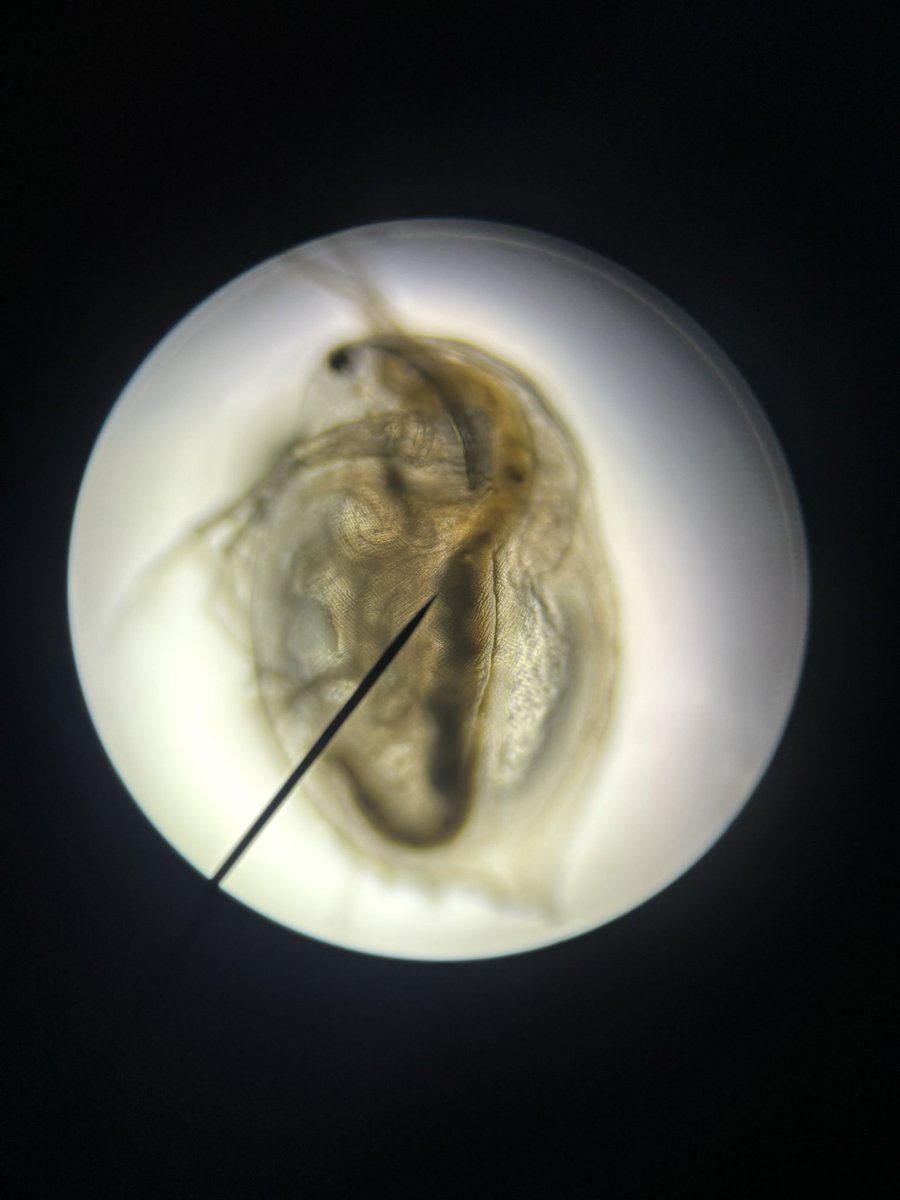 Debbie Cox (@coxvhsci) on Twitter photo Dedication: It’s Friday afternoon and my <a href="/VanhornHS_/">Van Horn High School</a> senior <a href="/PLTWorg/">Project Lead The Way</a> Biomedical Innovation student & helper are still working on counting water flea heart rates for her capstone project on sunblock contamination in lakes.
#isdstrong <a href="/ISDSchools/">Independence School District</a> <a href="/ISDAcademies/">ISD Academies</a> <a href="/STEMKC/">KC STEM Alliance</a> Dedication: It’s Friday afternoon and my <a href="/VanhornHS_/">Van Horn High School</a> senior <a href="/PLTWorg/">Project Lead The Way</a> Biomedical Innovation student & helper are still working on counting water flea heart rates for her capstone project on sunblock contamination in lakes.
#isdstrong <a href="/ISDSchools/">Independence School District</a> <a href="/ISDAcademies/">ISD Academies</a> <a href="/STEMKC/">KC STEM Alliance</a>