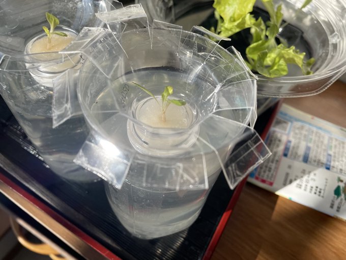 スペース空いたからまた作り始めたよー
今あったかいから、気持ち前より生育スピード早い気がする。 