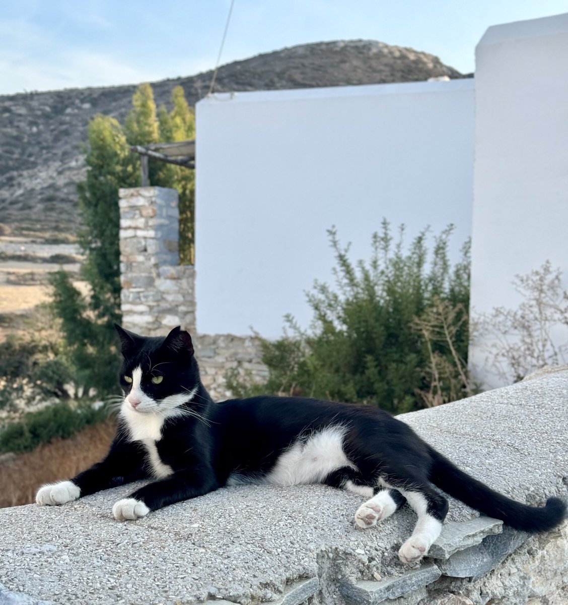 Każ is pictured relaxing in the hilltop village cat colony on this tiny Greek island in the Cyclades where our kind volunteer Kia cares for the Aegean #Cats 
You can help the #cats by making a small donation to fund vital medicines, neutering &amp; food. Purr!
gofundme.com/f/cats-of-irak…
