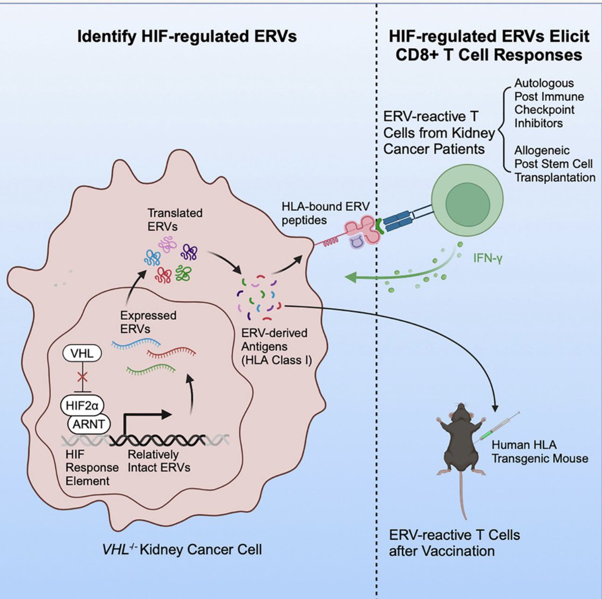 Toni Choueiri, MD (@drchoueiri) on Twitter photo The latest collaboration led by the <a href="/kaelin_lab/">KaelinLab</a> and #WuLab with <a href="/BraunMDPhD/">David Braun</a>, #SteveCarr, #DerinKeskin <a href="/VanAllenLab/">Eli Van Allen</a> <a href="/DanaFarber_GU/">Dana-Farber Lank Center for Genitourinary Oncology</a> <a href="/harvardmed/">Harvard Medical School</a> <a href="/MIT/">Massachusetts Institute of Technology (MIT)</a> <a href="/df_hcc/">DF/HCC</a> in <a href="/CellCellPress/">Cell</a>: HIF-2, ERV, T cells, HLA, renal cell carcinoma, et al….
sciencedirect.com/science/articl… The latest collaboration led by the <a href="/kaelin_lab/">KaelinLab</a> and #WuLab with <a href="/BraunMDPhD/">David Braun</a>, #SteveCarr, #DerinKeskin <a href="/VanAllenLab/">Eli Van Allen</a> <a href="/DanaFarber_GU/">Dana-Farber Lank Center for Genitourinary Oncology</a> <a href="/harvardmed/">Harvard Medical School</a> <a href="/MIT/">Massachusetts Institute of Technology (MIT)</a> <a href="/df_hcc/">DF/HCC</a> in <a href="/CellCellPress/">Cell</a>: HIF-2, ERV, T cells, HLA, renal cell carcinoma, et al….
sciencedirect.com/science/articl…