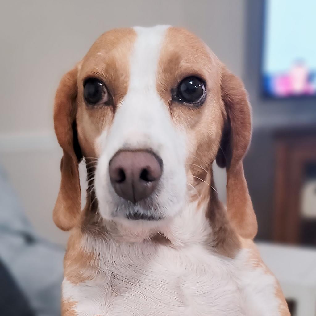 ADOPT RITA (6), a sweet &amp; resilient girl looking for her forever home! After surviving animal testing, she’s learning to trust &amp; craves affection. She loves humans &amp; cuddles. Could you give her the love she deserves? ❤️
📍Newport, NC 
 bfp.org/adopt