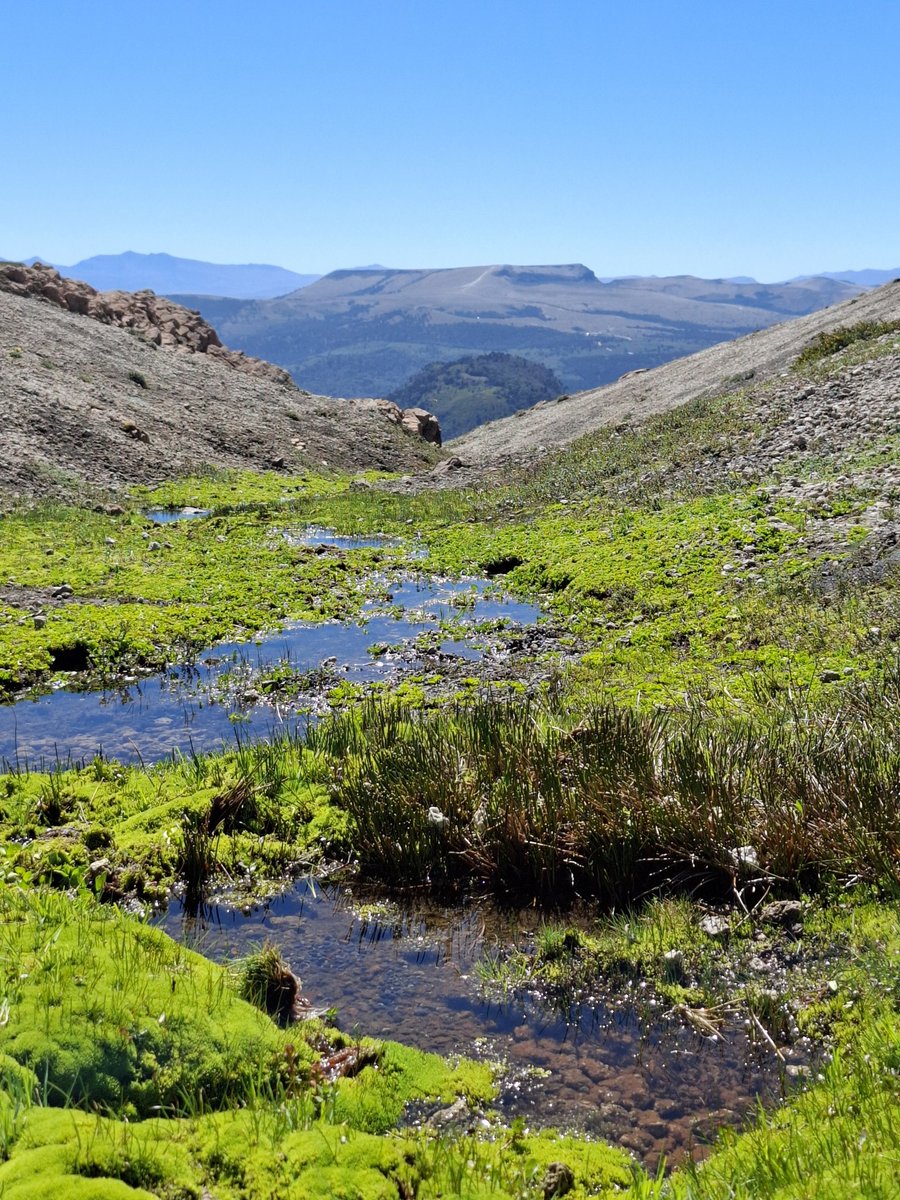 Pedro Cayuqueo tweet media