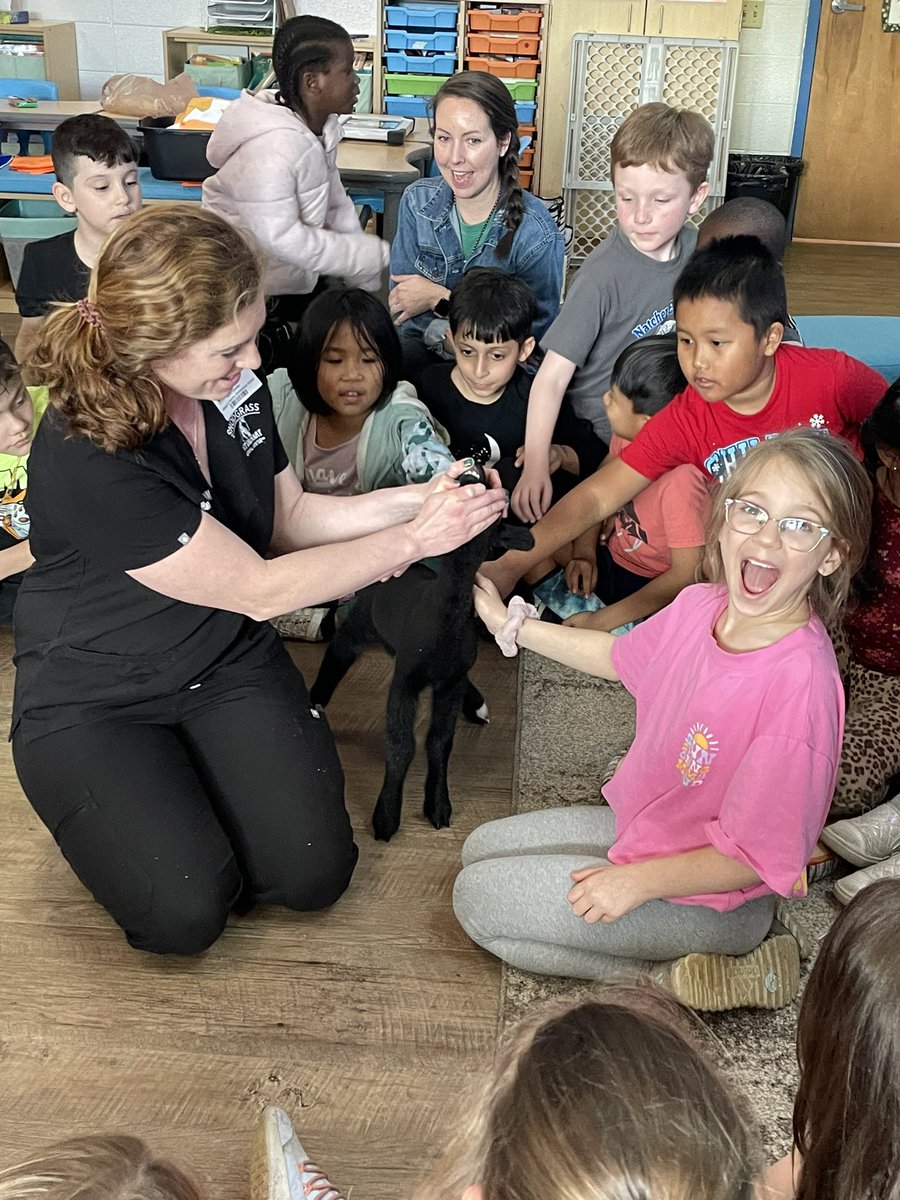 GraceLearning's tweet image. This week we met an amazing vet 🩺 and her VERY adorable pet🐑, defied gravity during our Wicked🧹🩷theme day, enjoyed a guest reader📚, and swapped teachers👩🏻‍🏫! WHAT. A. WEEK. 💙🧡 @NatcherElem #ItsaGreatDaytoBEaJaguar #SecondGrade